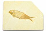 Detailed Fossil Fish (Knightia) - Wyoming #372352-1